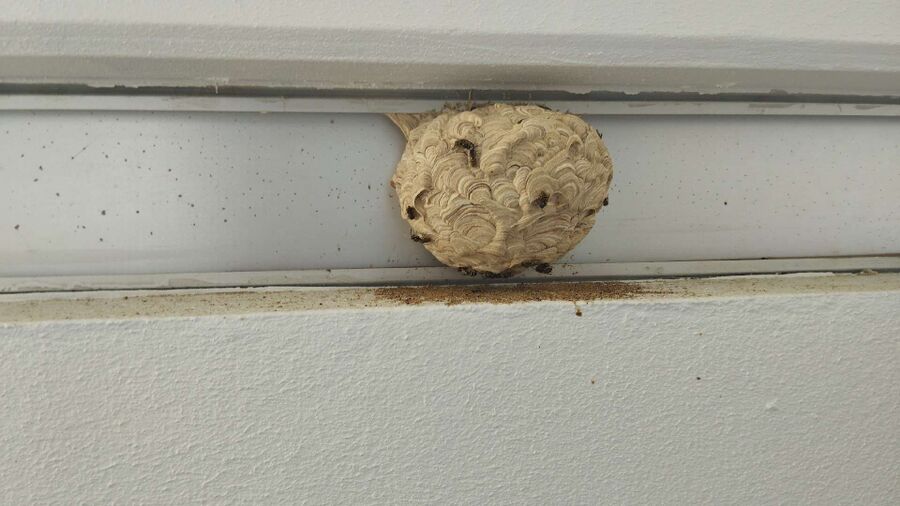 ruche abeille maison que faire