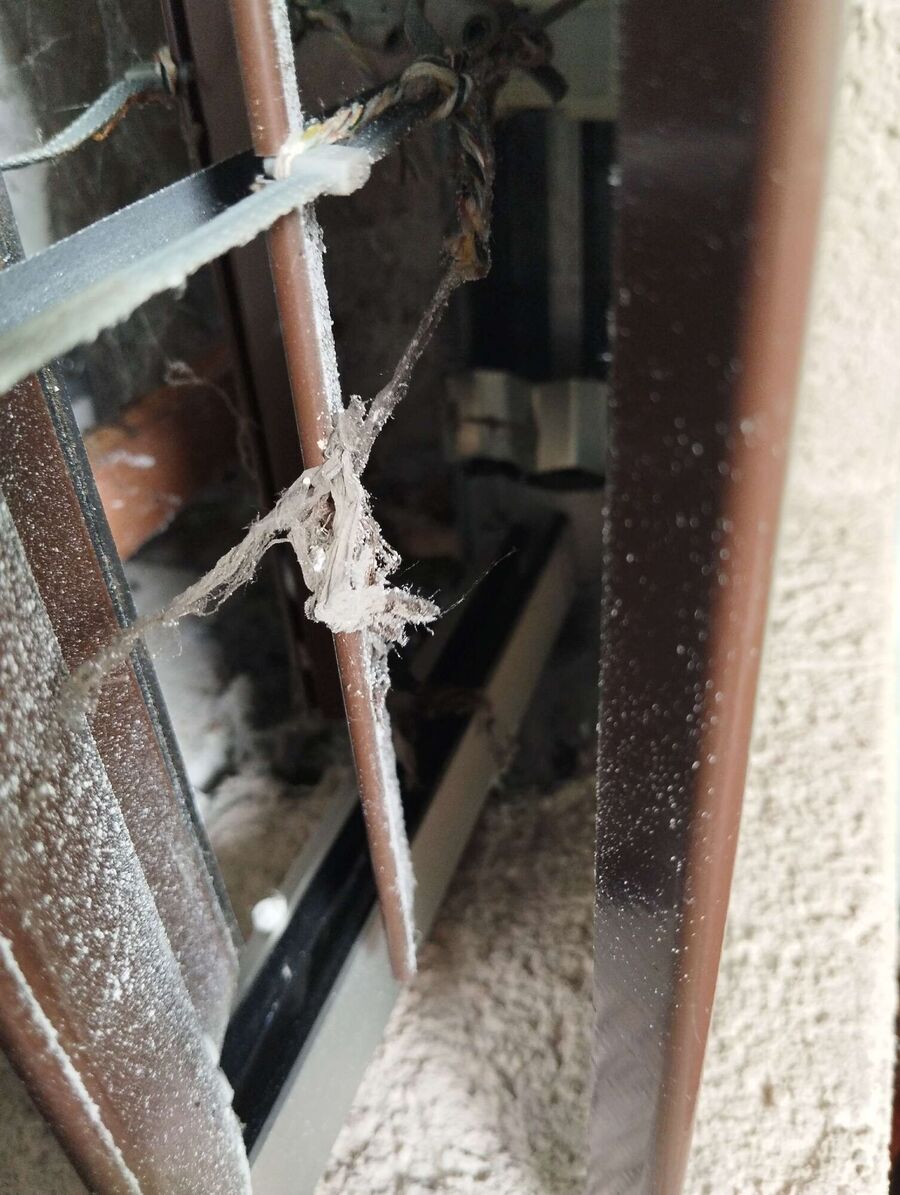 essaim d abeille enlevement