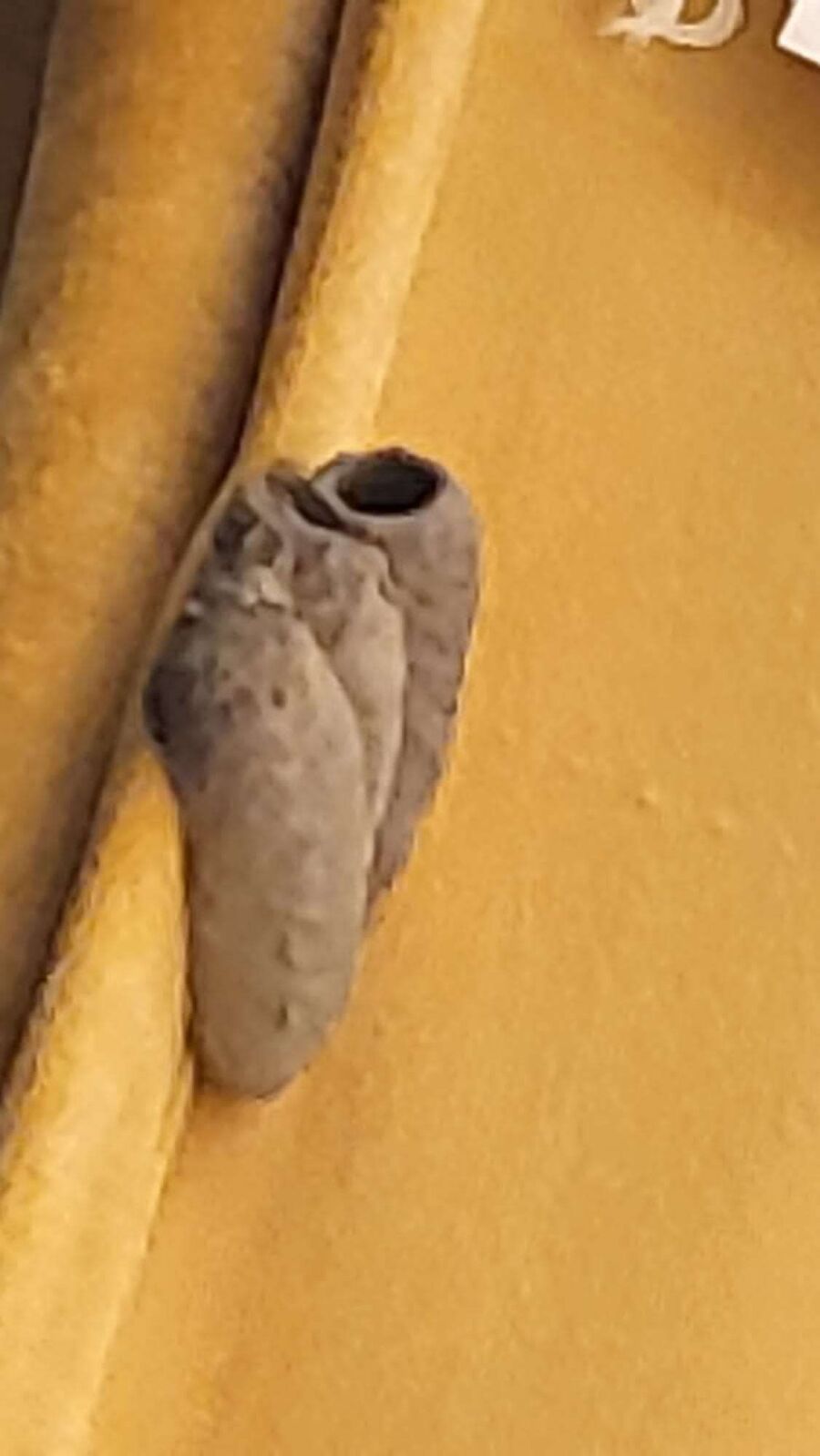 enlever un nid d abeille