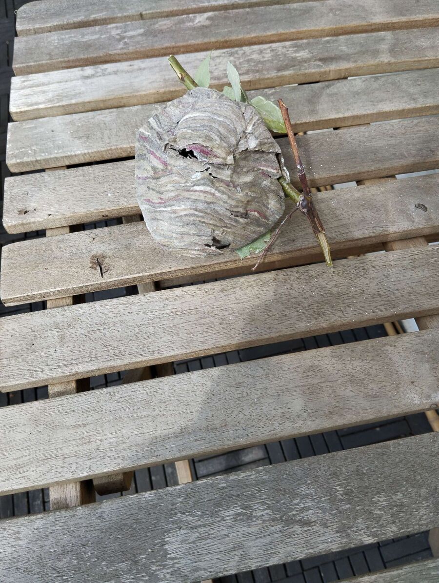 ruche abeille maison que faire