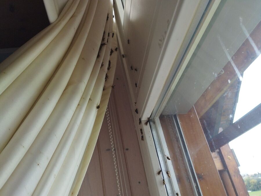 nid d abeille que faire