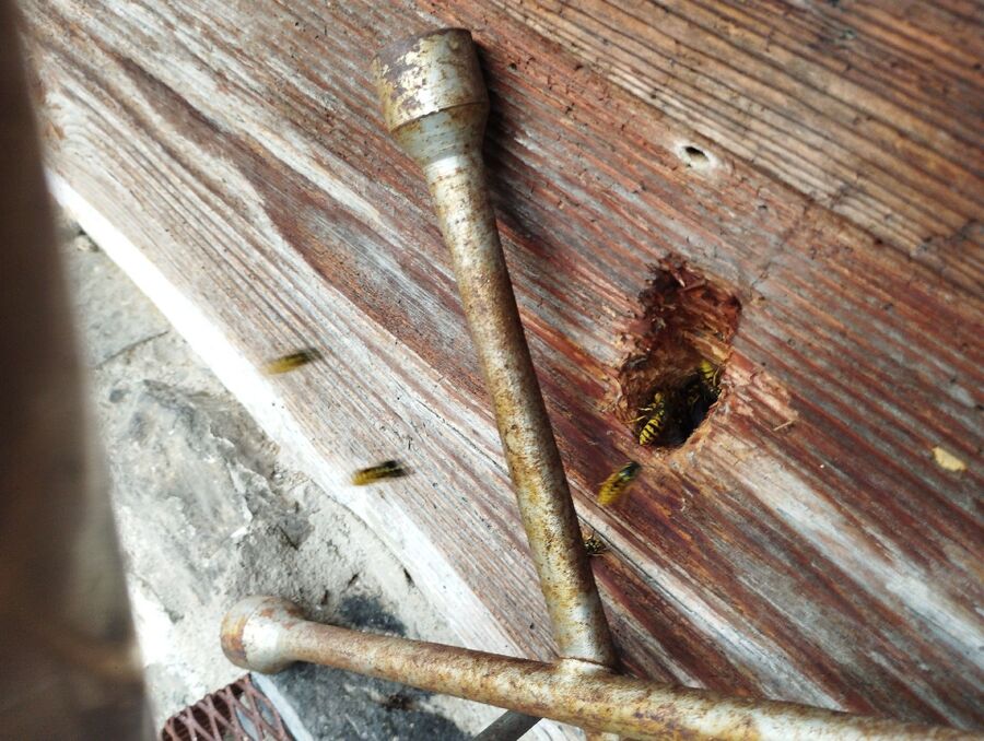 enlever un nid d abeille