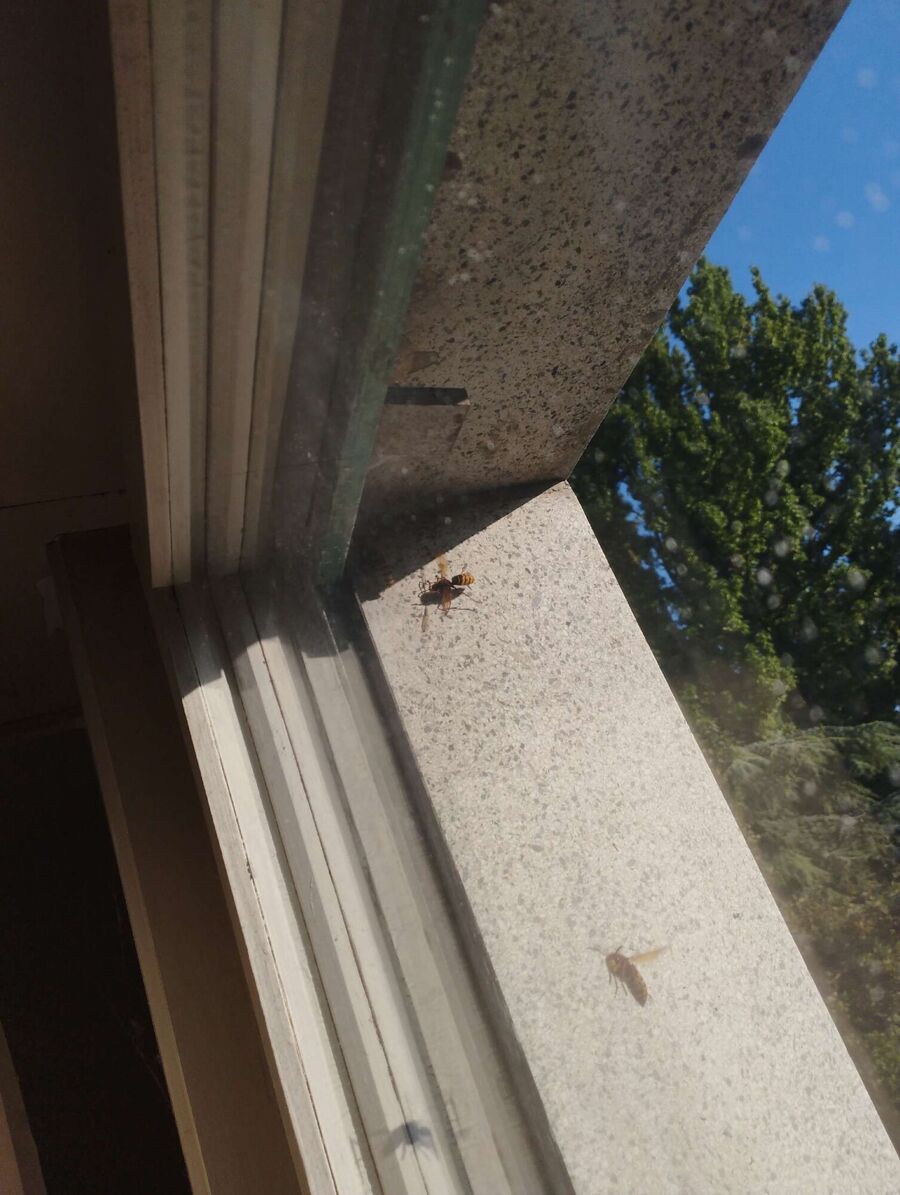 essaim d abeille enlevement