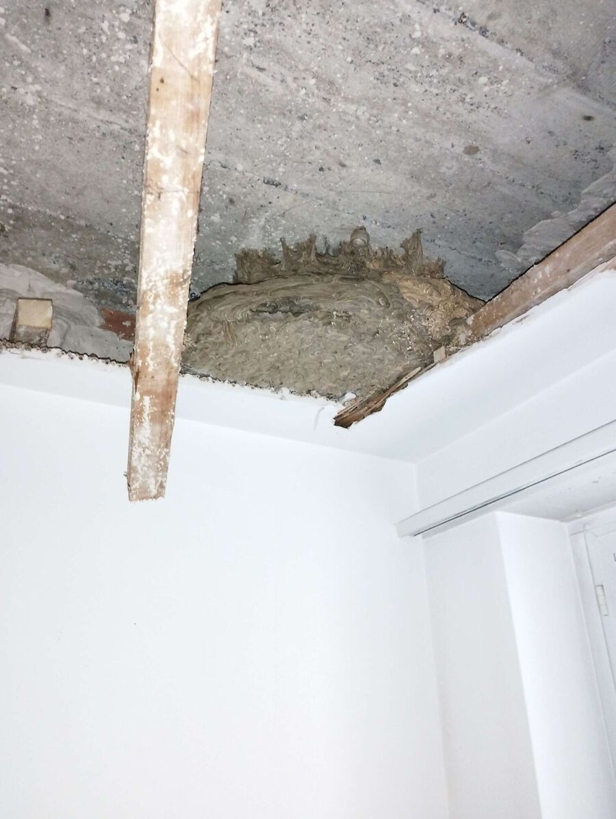 essaim d abeille enlevement