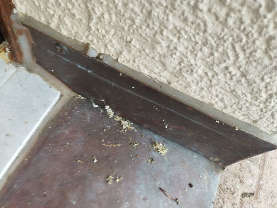 ruche abeille maison que faire