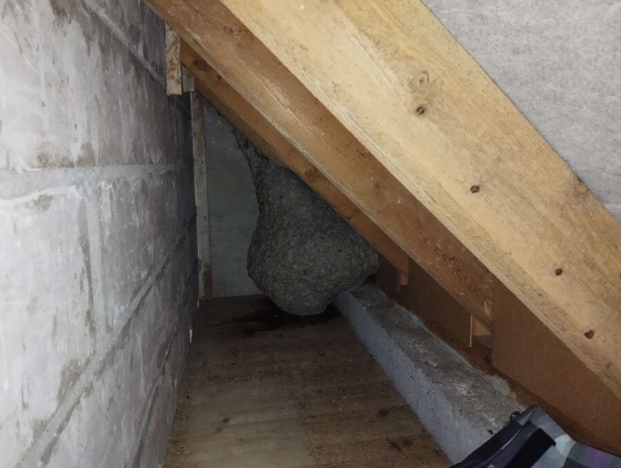 essaim d abeille enlevement