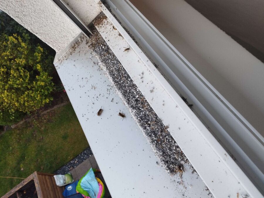 nid d abeille que faire