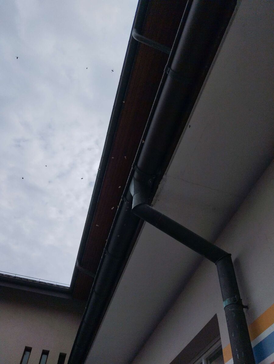 enlever un nid d abeille