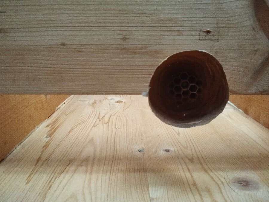 nid d abeille que faire