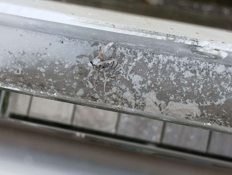 ruche abeille maison que faire