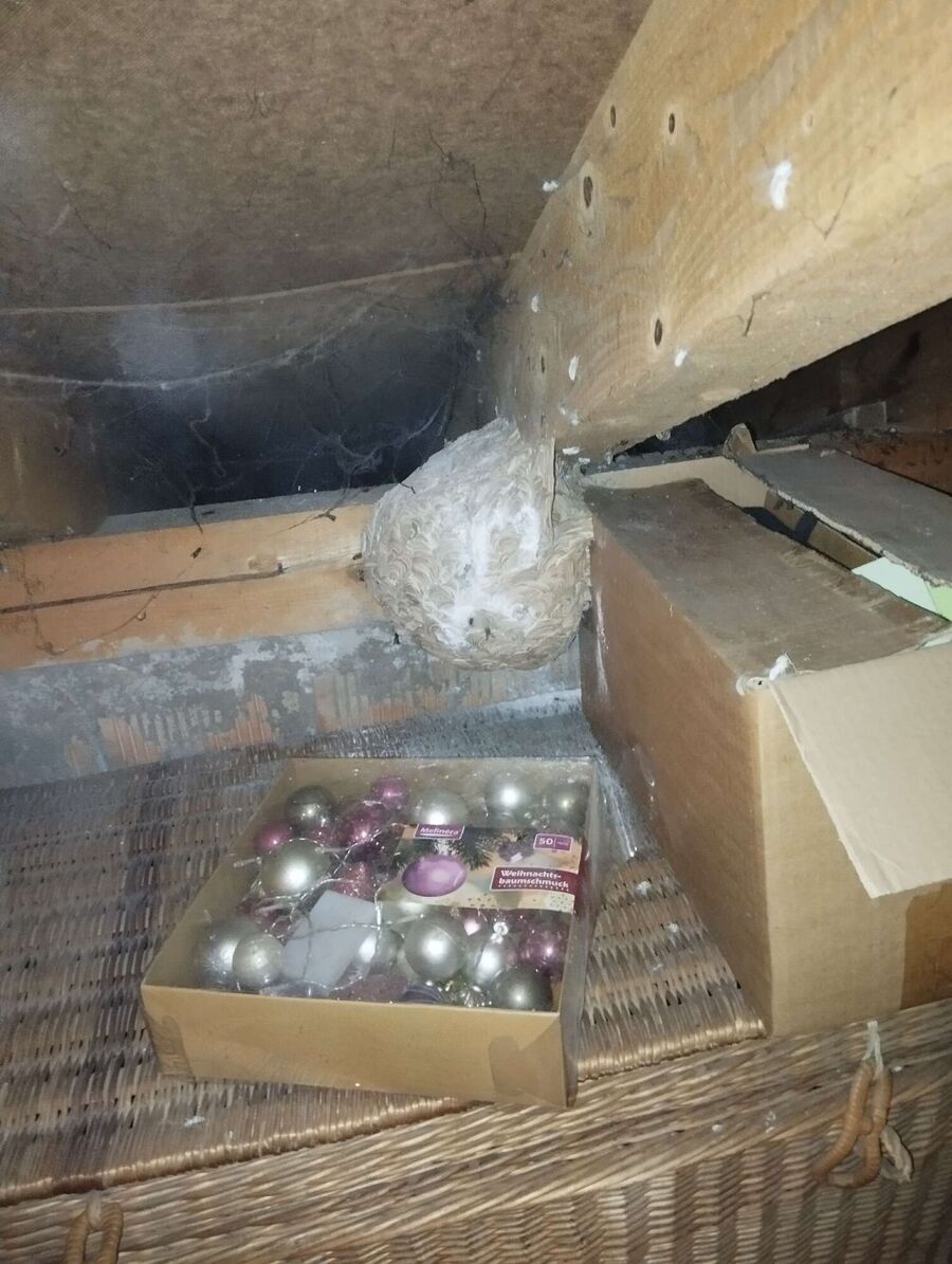 ruche abeille maison que faire