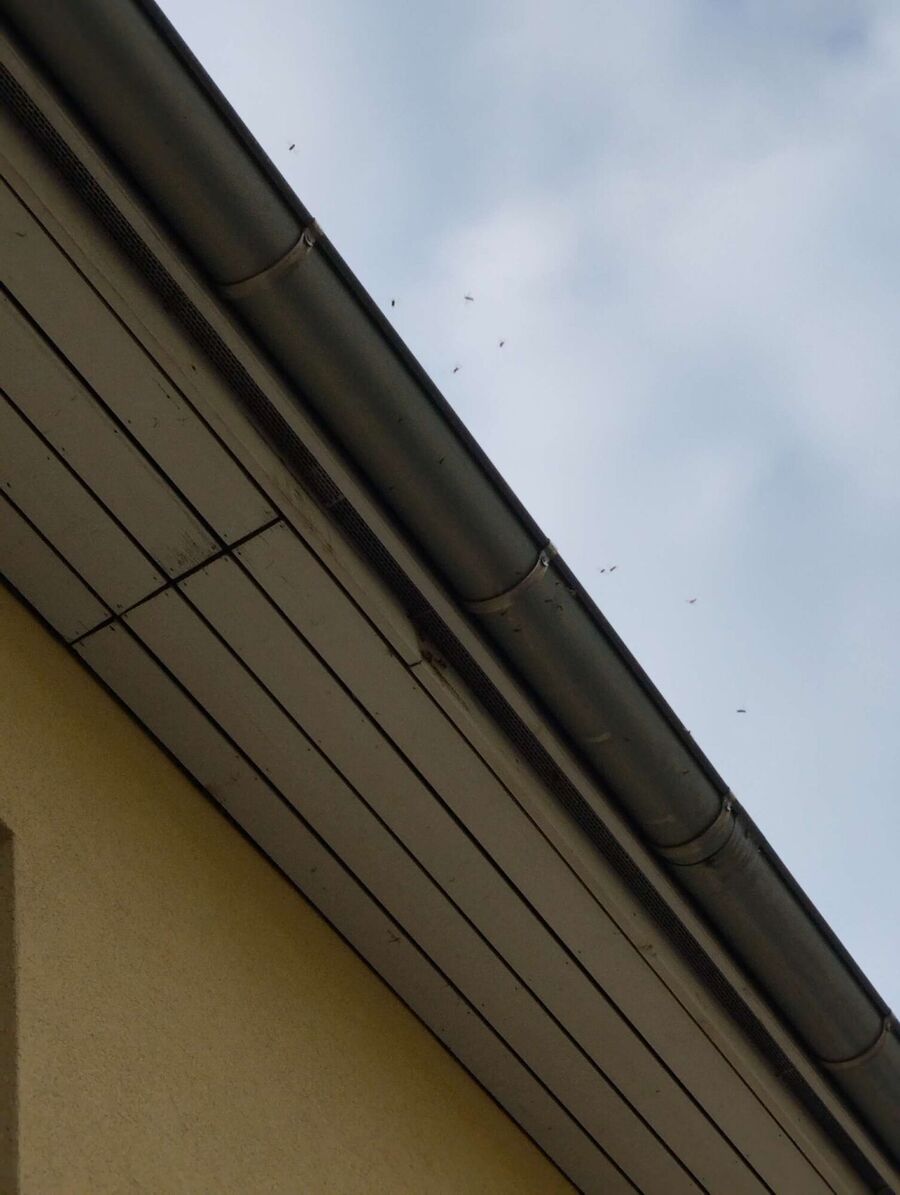 ruche abeille maison que faire