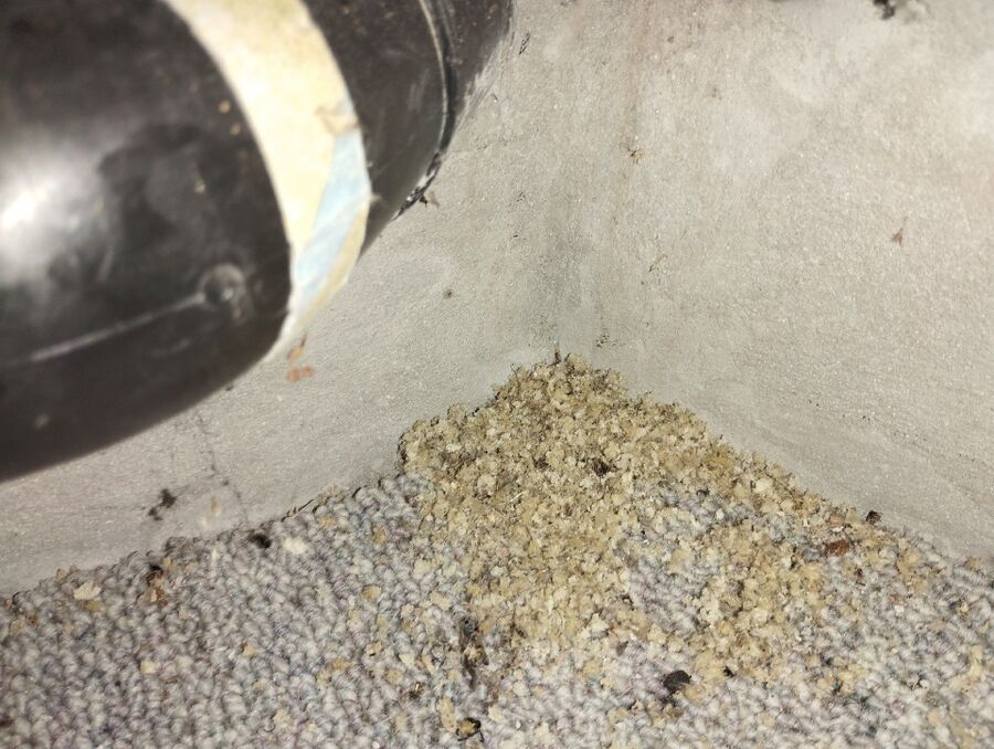 essaim d abeille enlevement