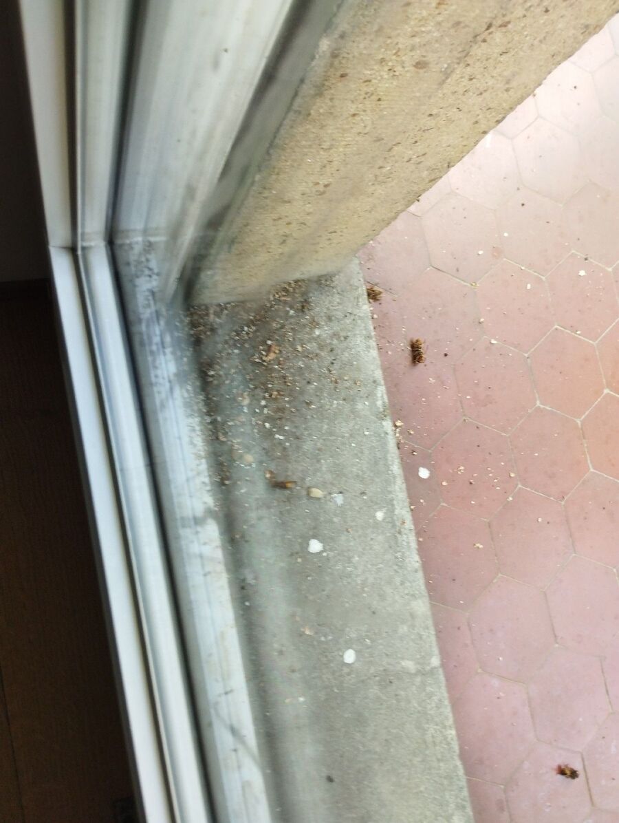 ruche abeille maison que faire