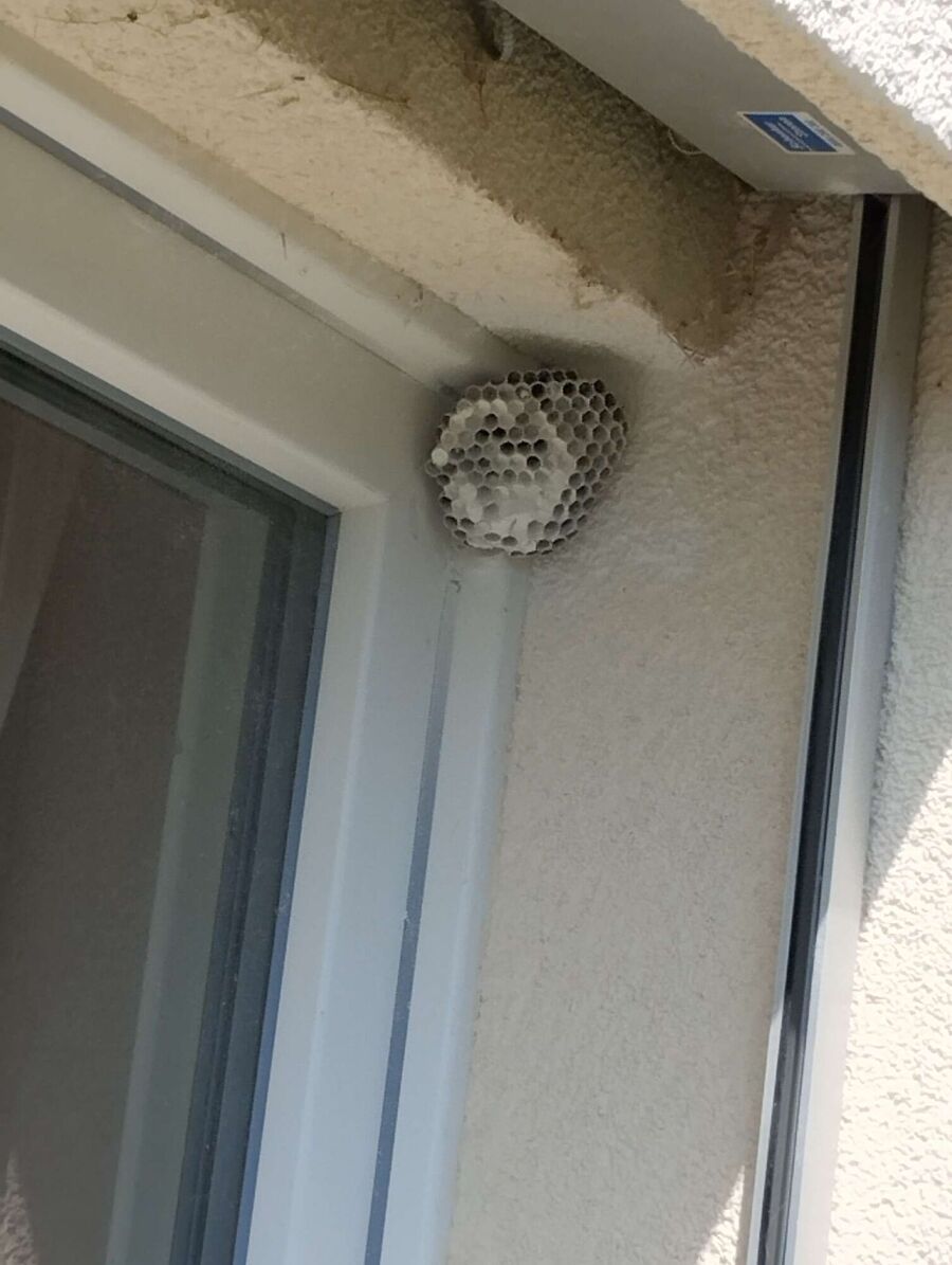 nid d abeille que faire