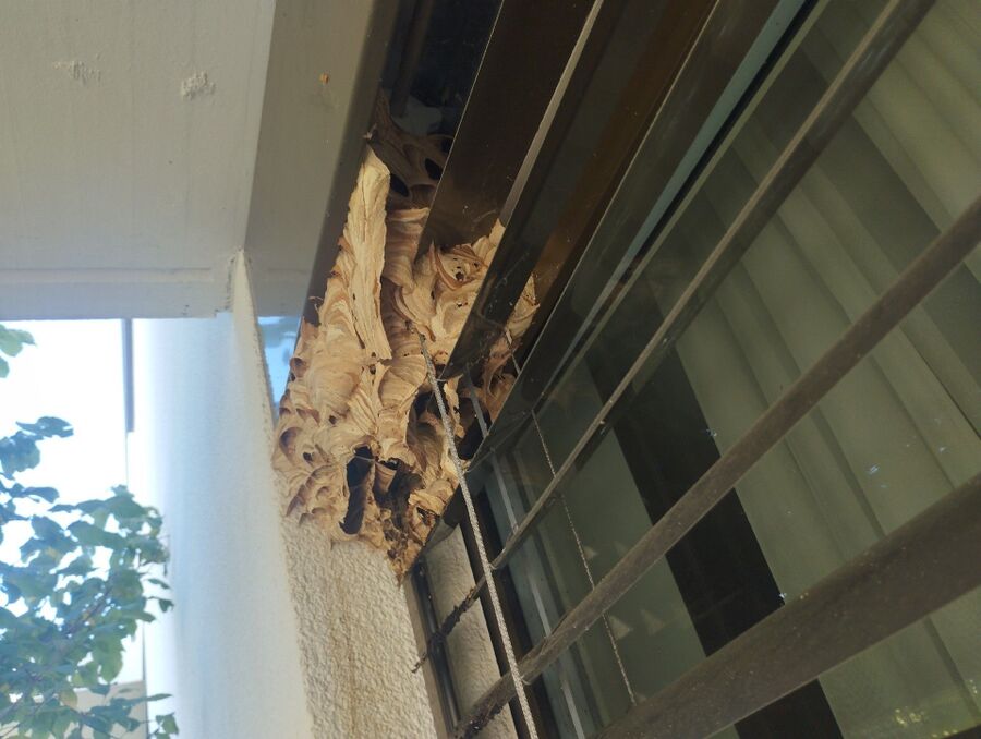 essaim d abeille enlevement