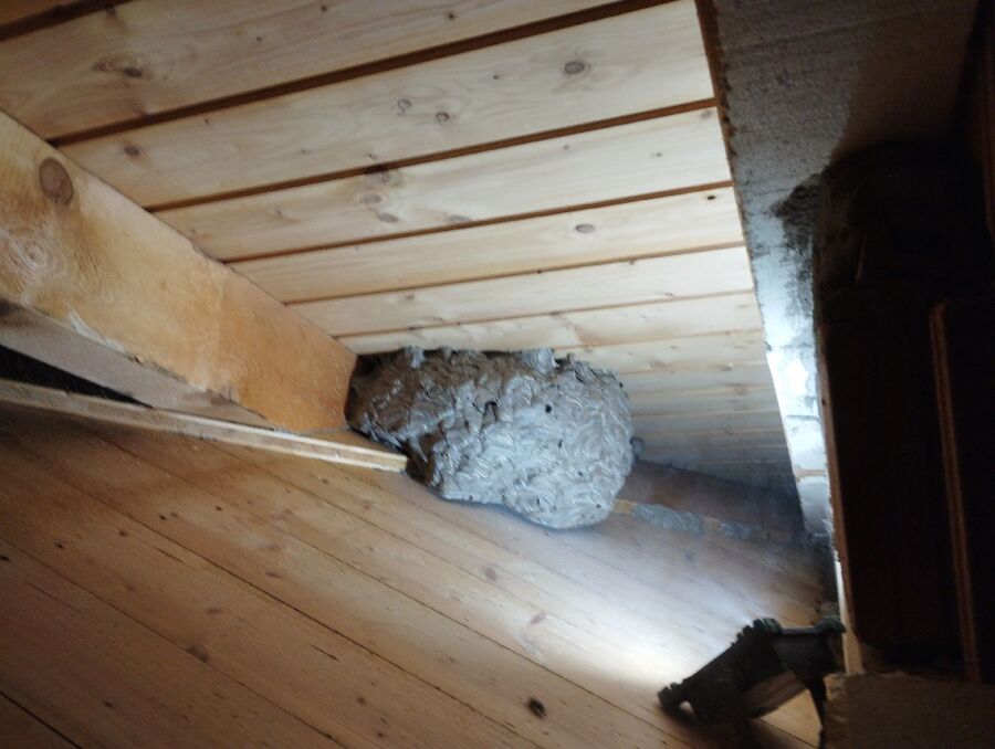 nid d abeille que faire