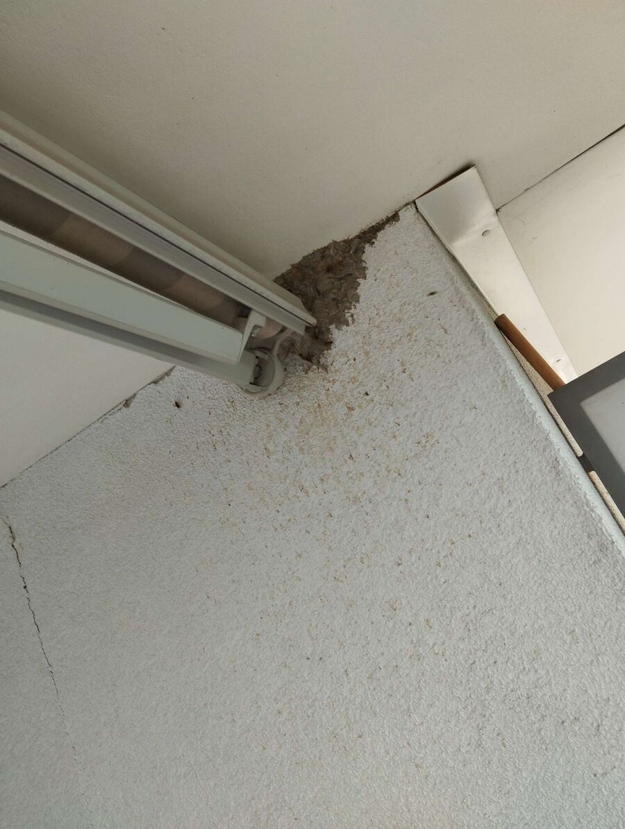 ruche abeille maison que faire