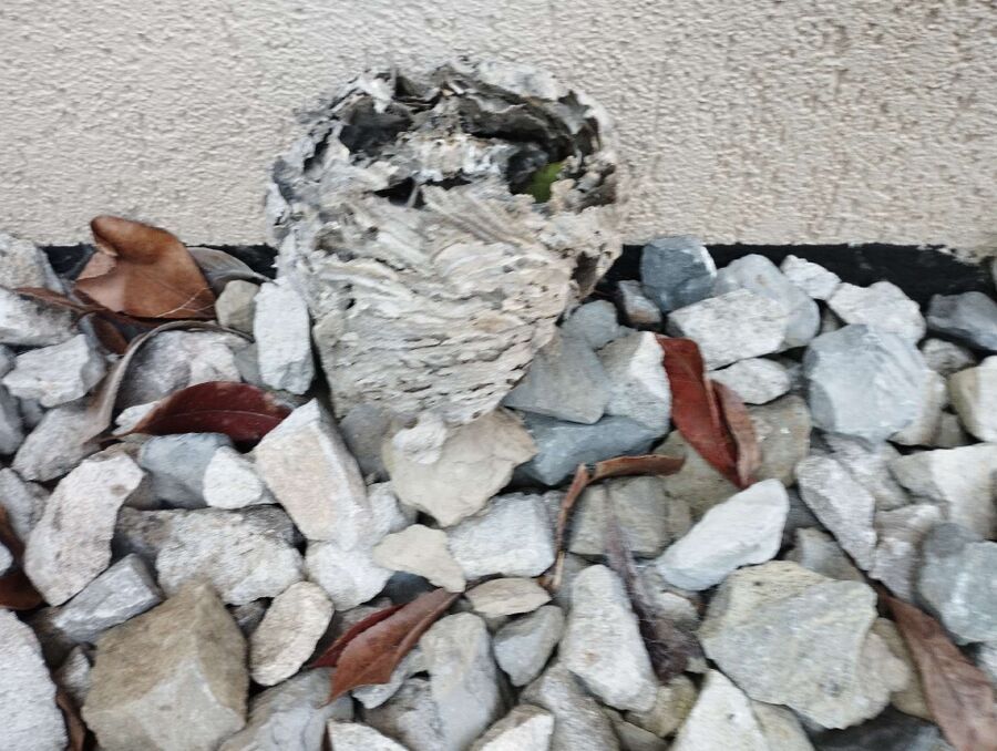 ruche abeille maison que faire