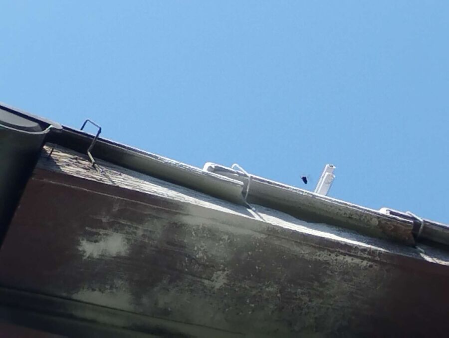 essaim d abeille enlevement