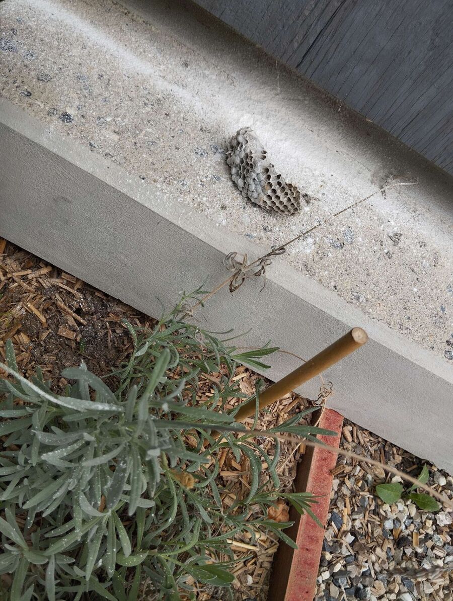 ruche abeille maison que faire