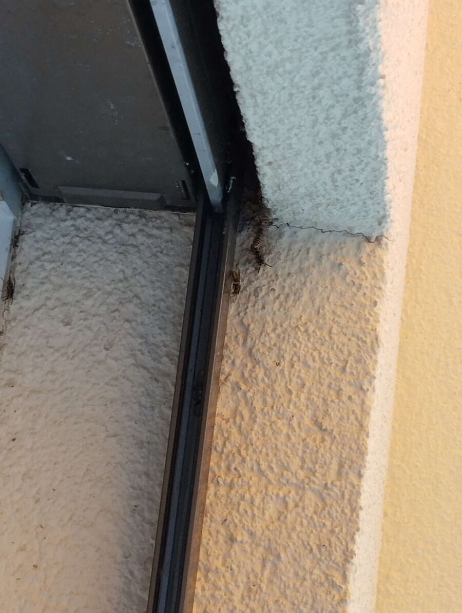 enlever un nid d abeille