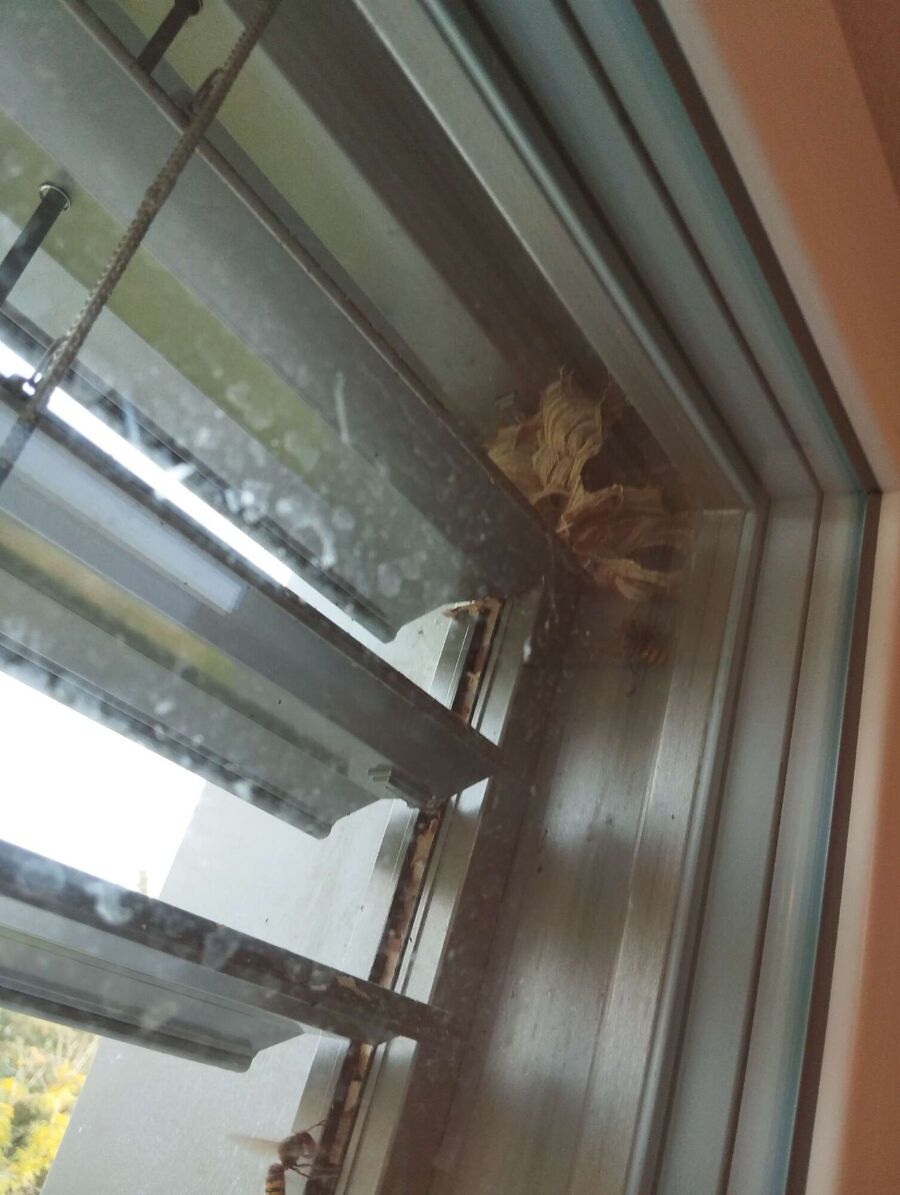 essaim d abeille enlevement