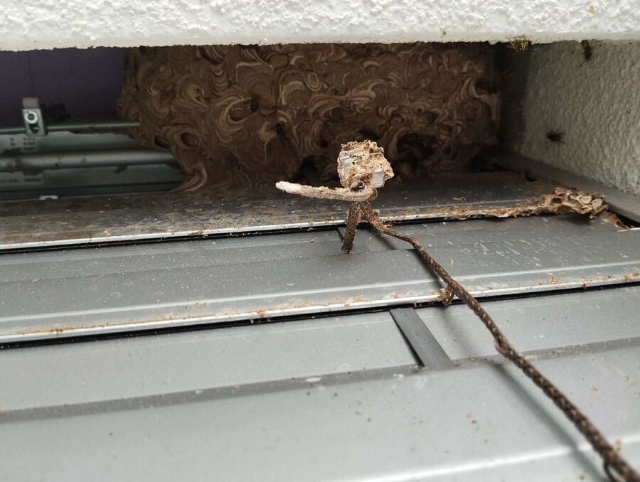 ruche abeille maison que faire