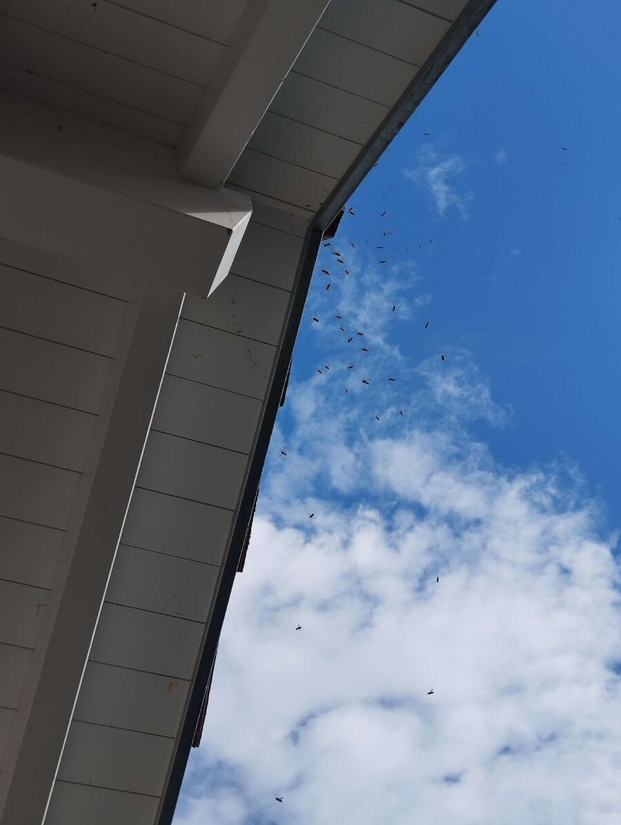 nid d abeille que faire