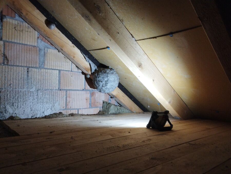 essaim d abeille enlevement