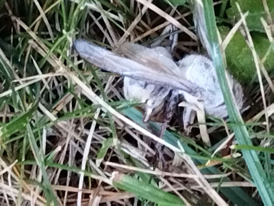 essaim d abeille enlevement