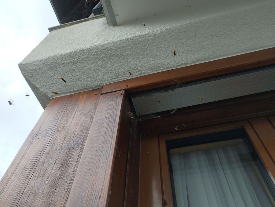 enlever un nid d abeille