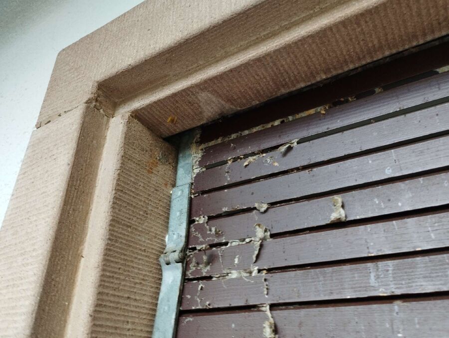 ruche abeille maison que faire