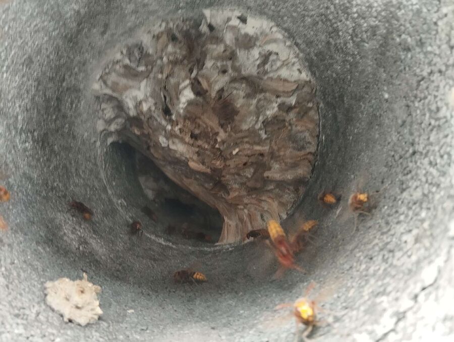 essaim d abeille enlevement