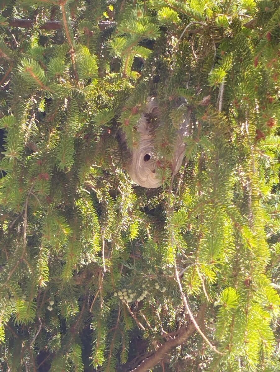 enlever un nid d abeille