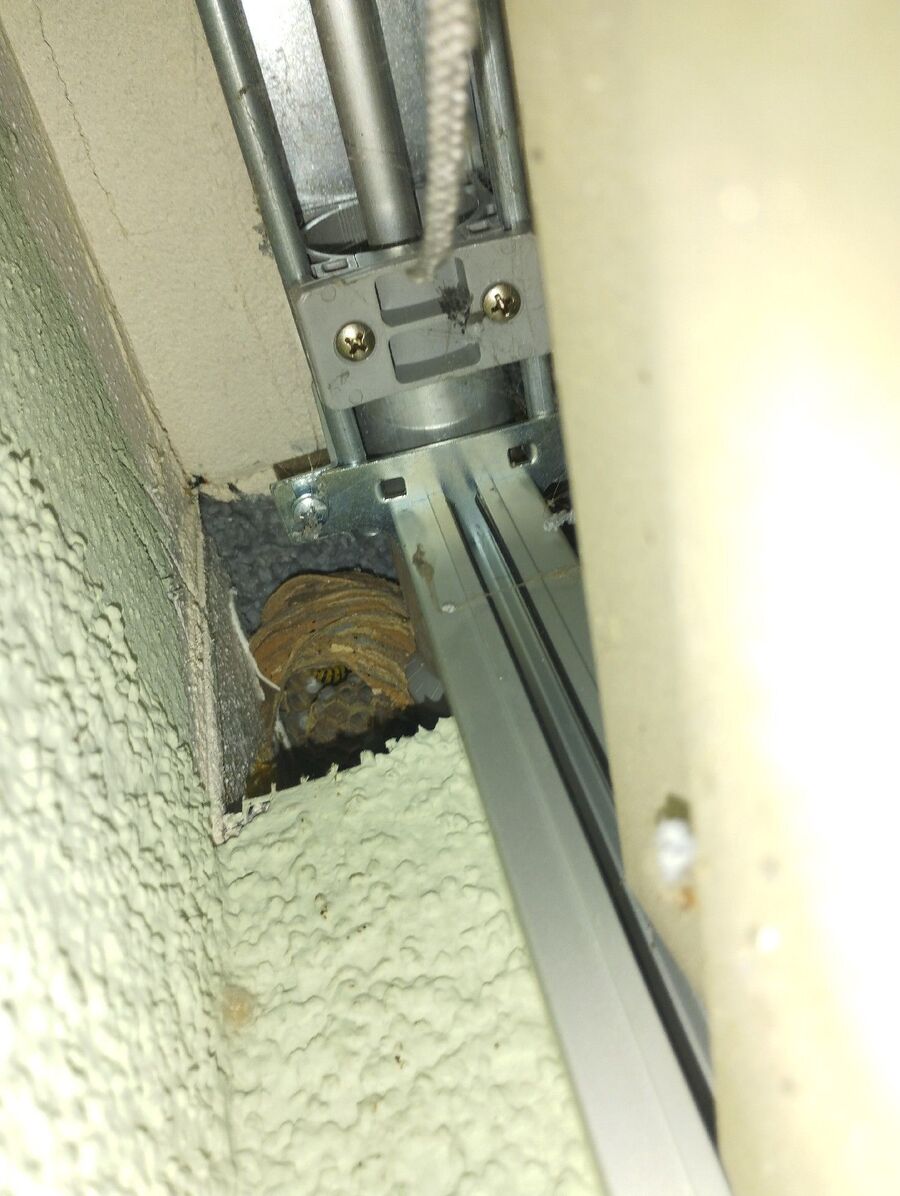 essaim d abeille enlevement