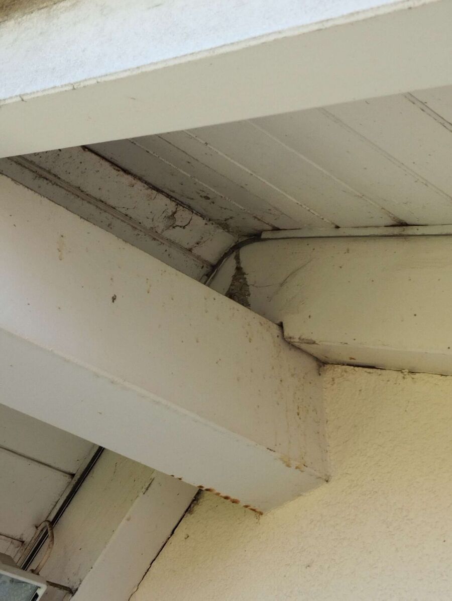 ruche abeille maison que faire