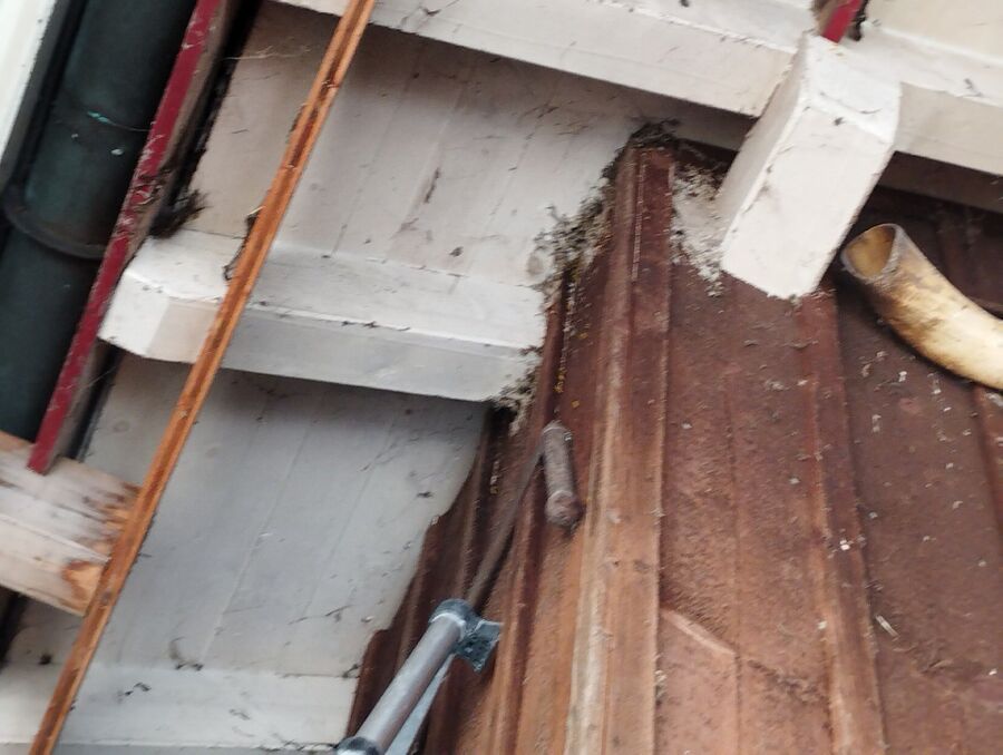 essaim d abeille enlevement