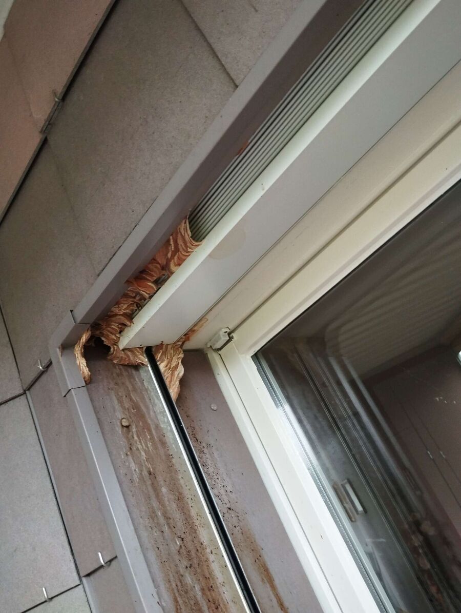 ruche abeille maison que faire