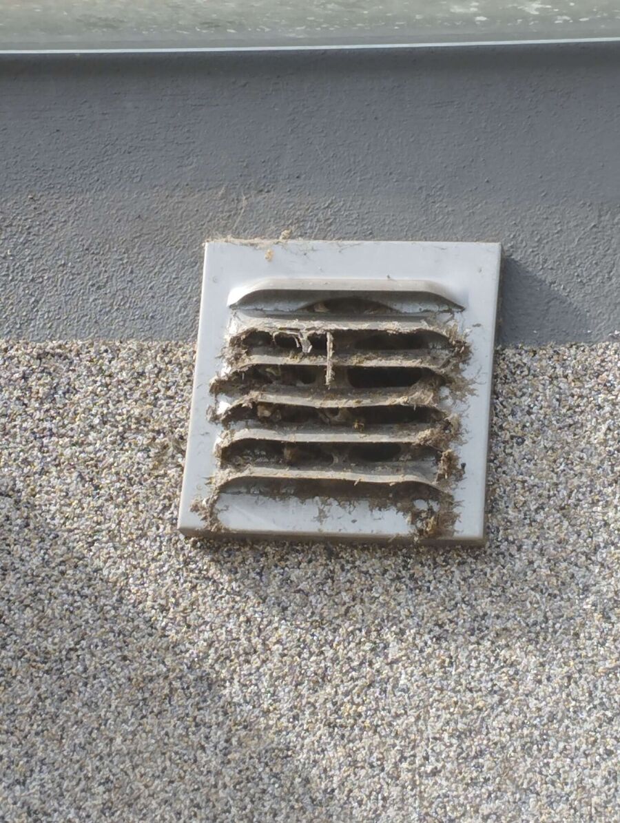 essaim d abeille enlevement