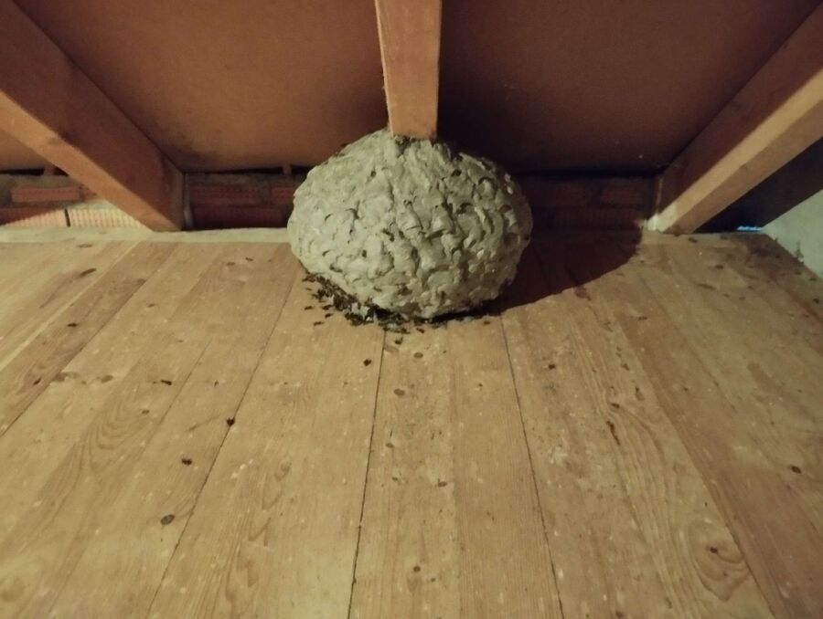 nid d abeille que faire