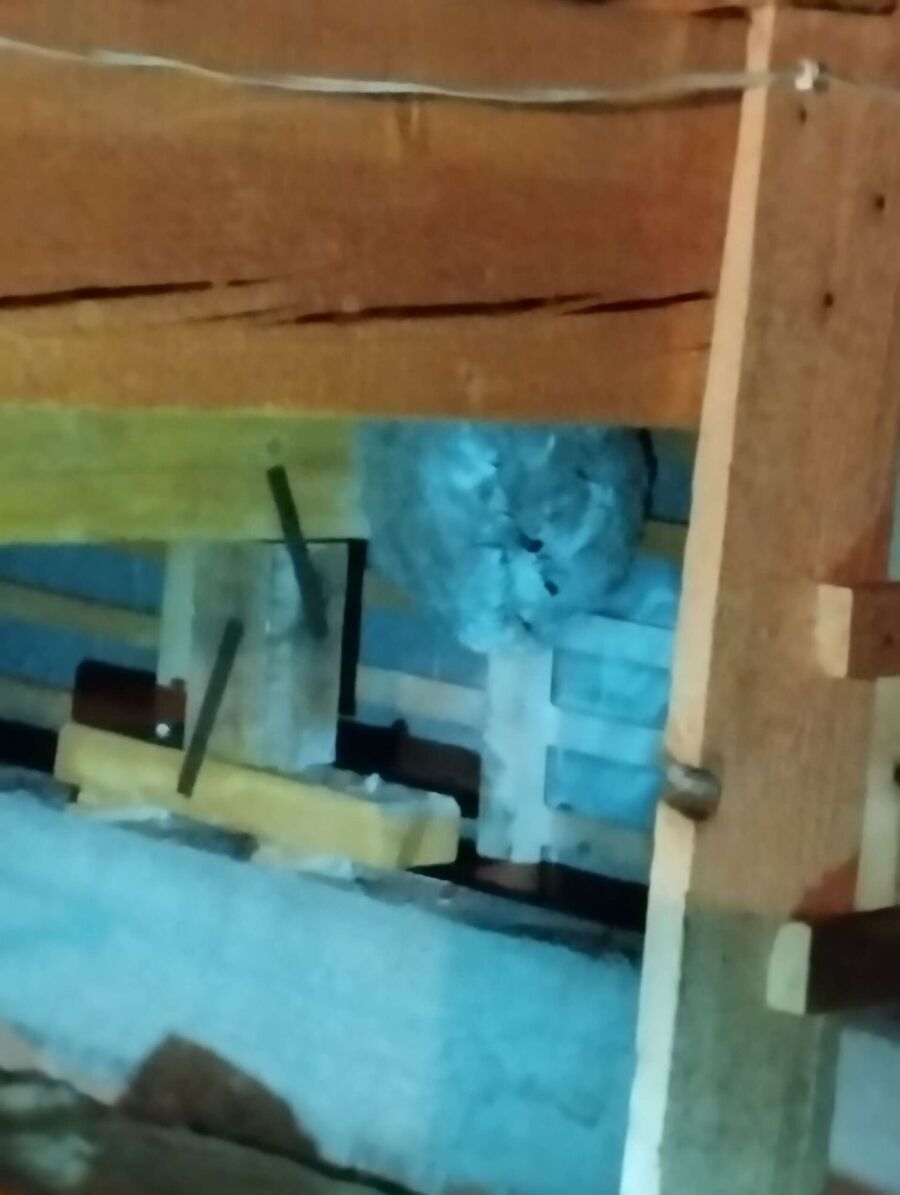 nid d abeille que faire