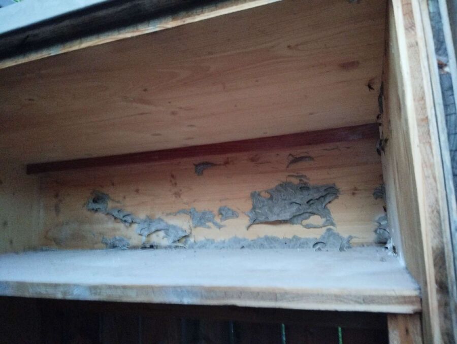 essaim d abeille enlevement