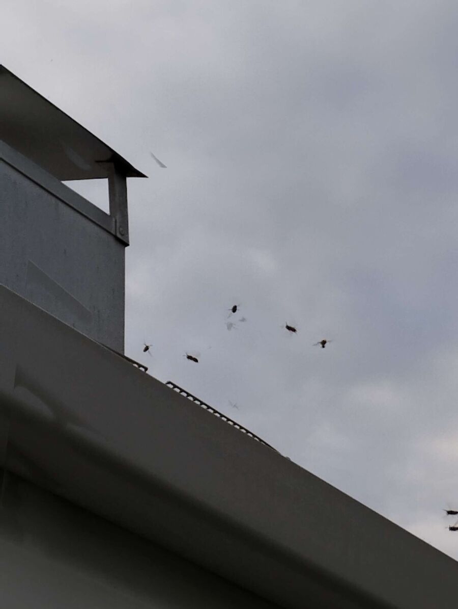 ruche abeille maison que faire