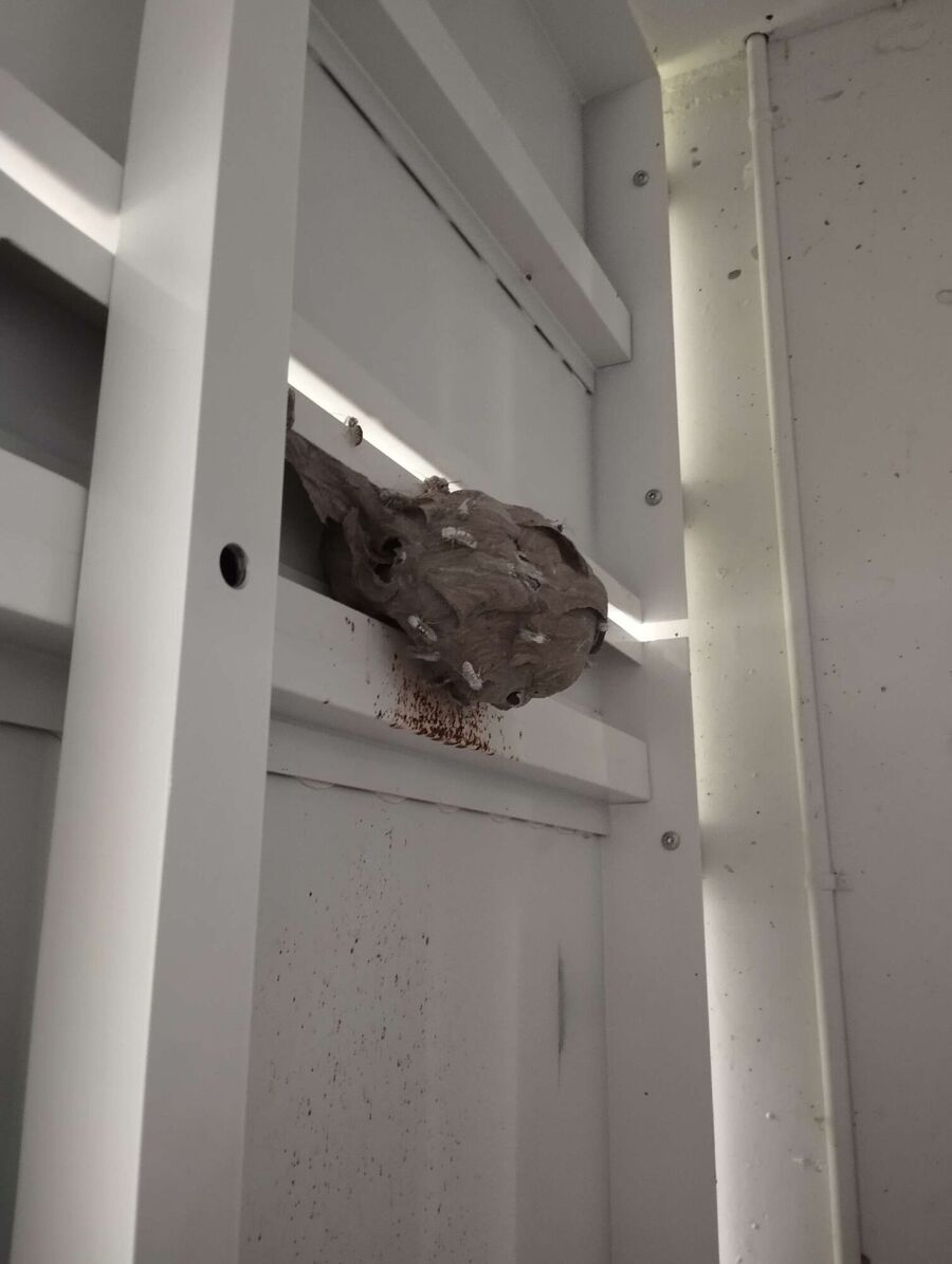 nid d abeille que faire