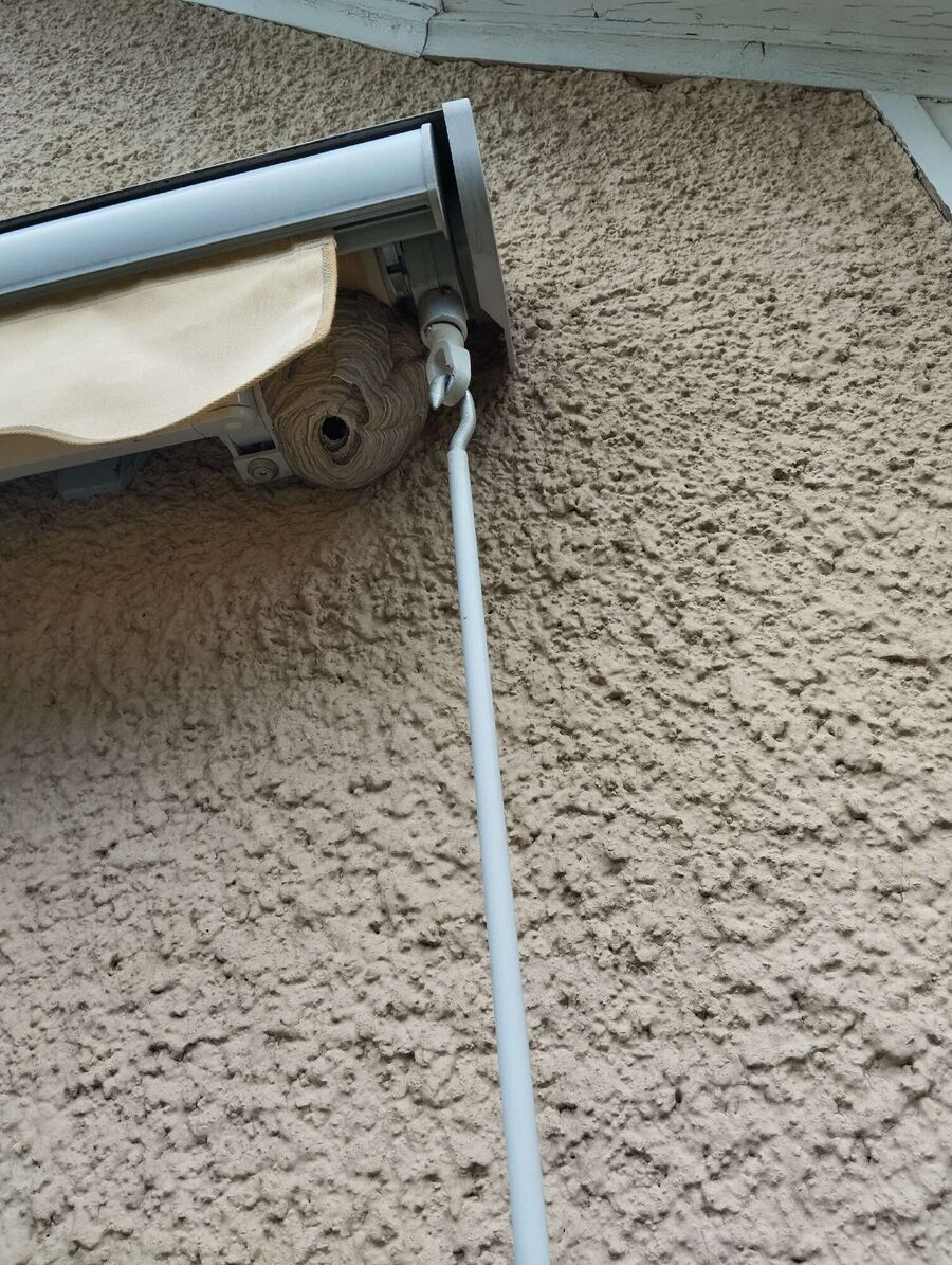 enlever un nid d abeille