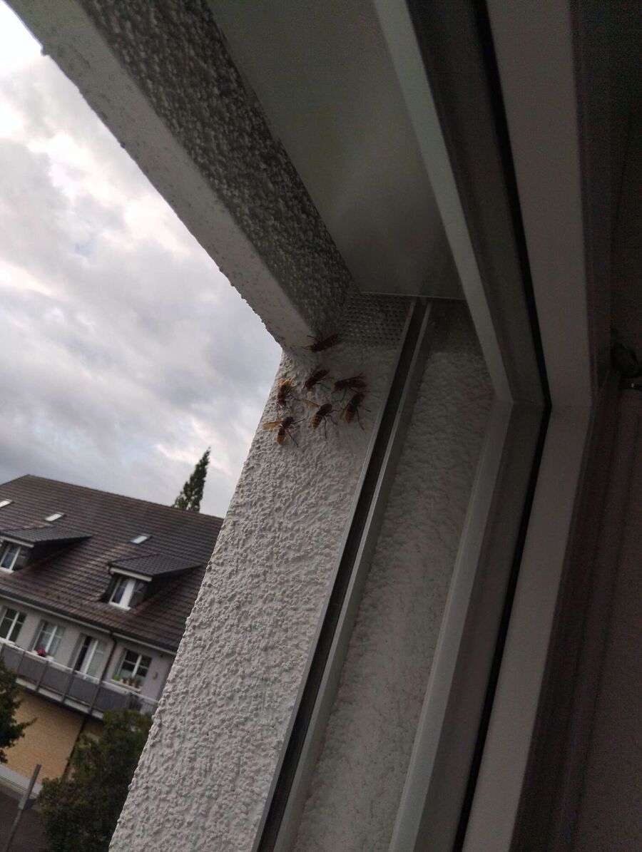 enlever un nid d abeille