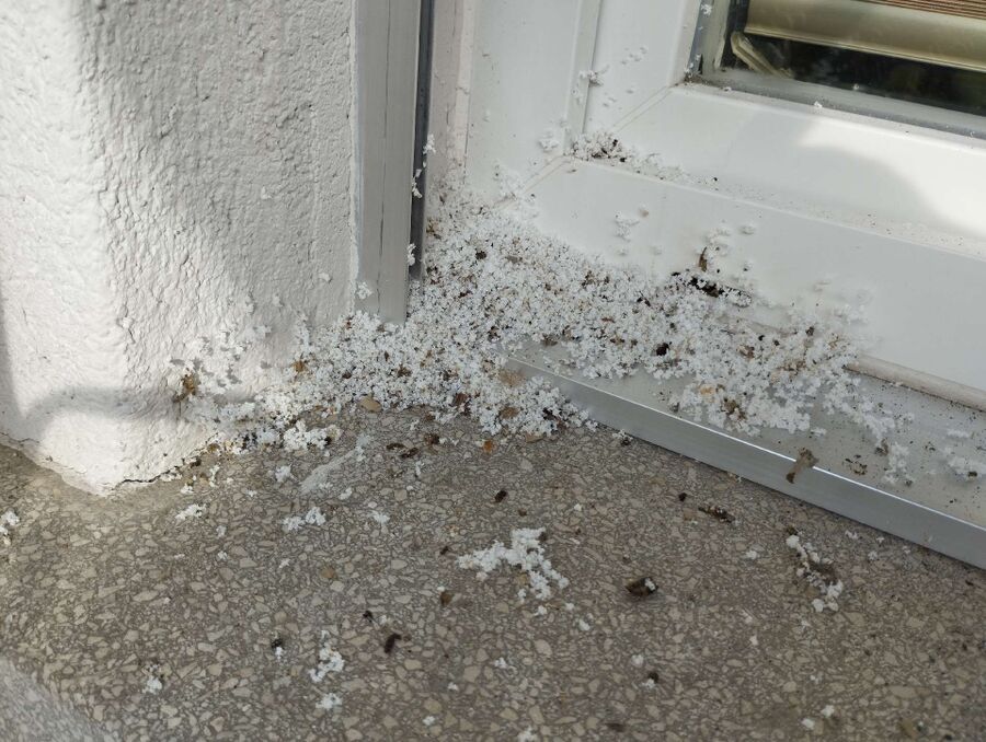 nid d abeille que faire