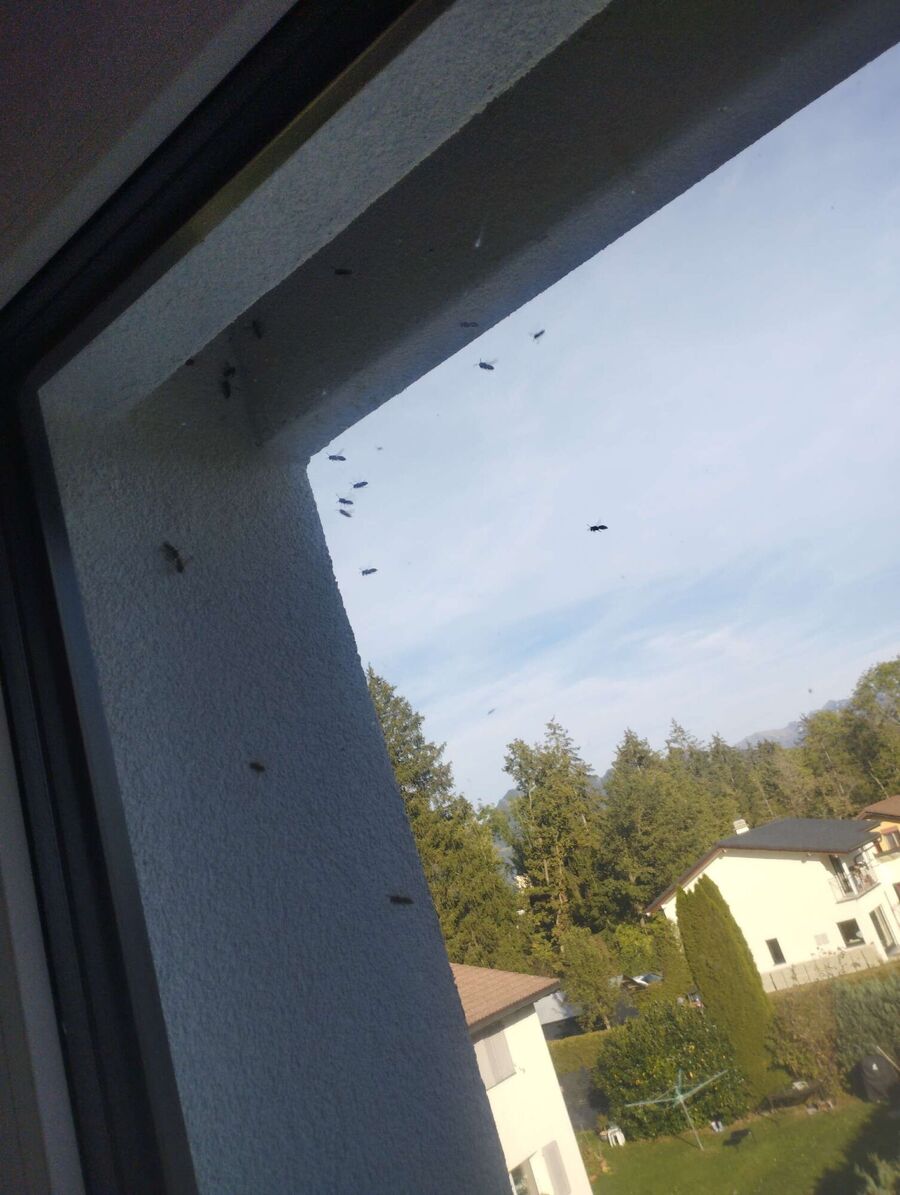 essaim d abeille enlevement