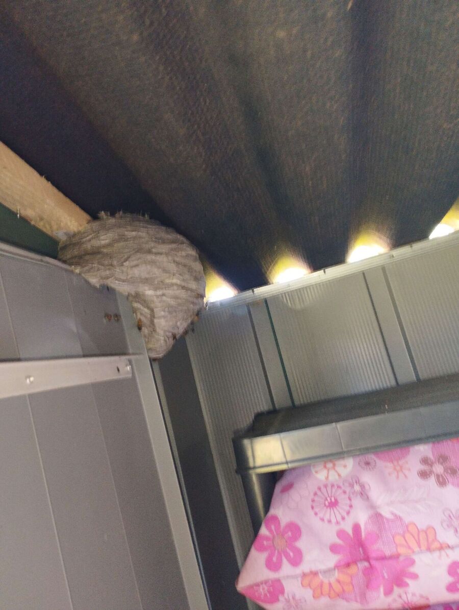 nid d abeille que faire